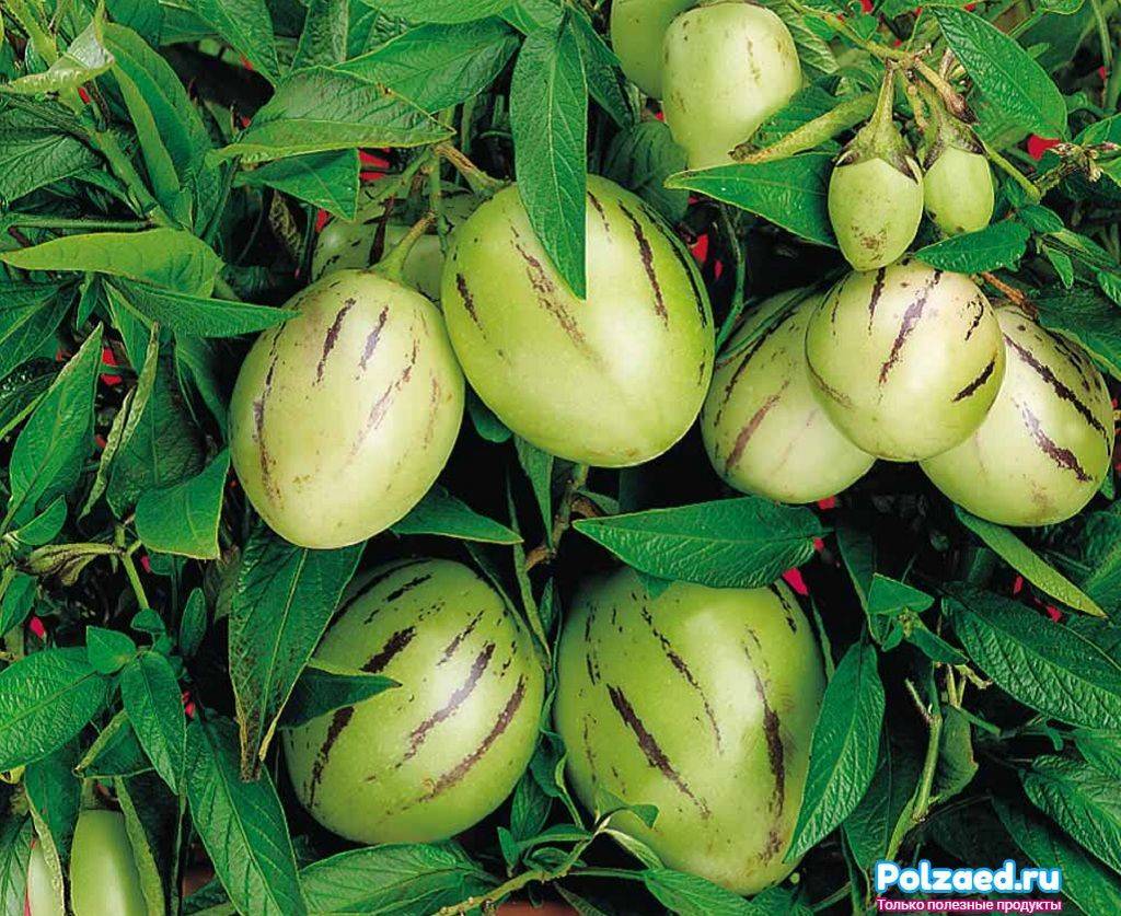 Экзотический фрукт пепино: описание, польза и вред для организма