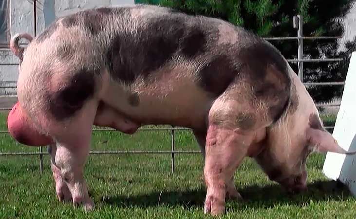 Описание породы свиней пьетрен, правила разведения, рекомендации по составлению рациона