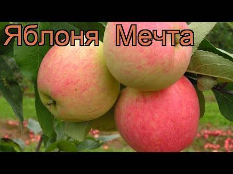Сорт яблони мечта: основные характеристики и советы по выращиванию