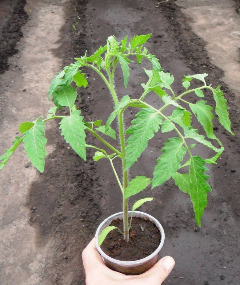 5 видов подкормки для рассады томатов. делаем большой урожай при помощи народных средств