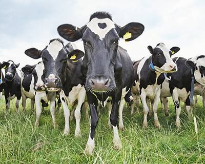 Как правильно кормить корову молочного направления