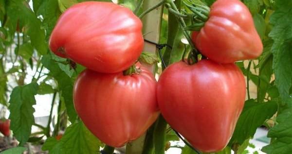Сорта томатов для средней полосы России