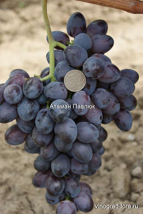Виноград Атаман Павлюк: описание сорта, фото, отзывы