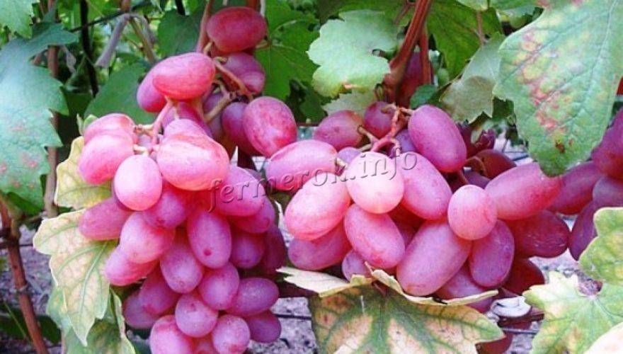 Виноград виктор: описание сорта, фото, отзывы садоводов, видео