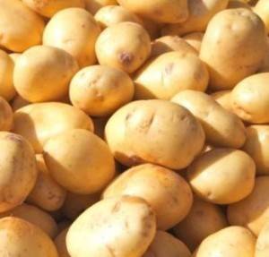 Сорт картофеля ривьера: описание, посадка и уход