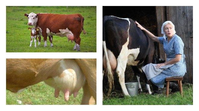 Когда появляется молоко после отёла у коровы?