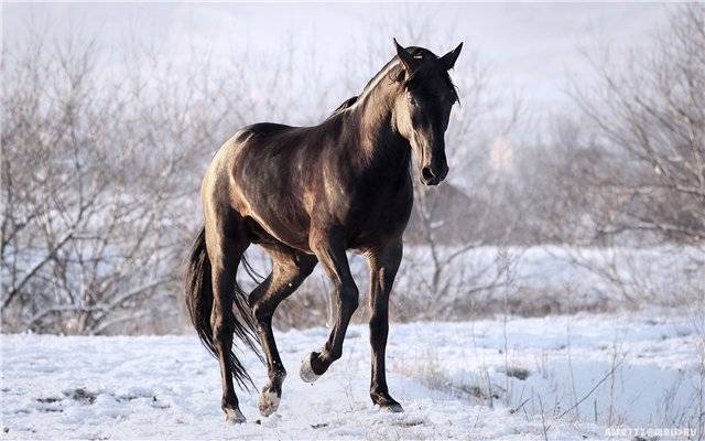 Кабардинская порода лошадей