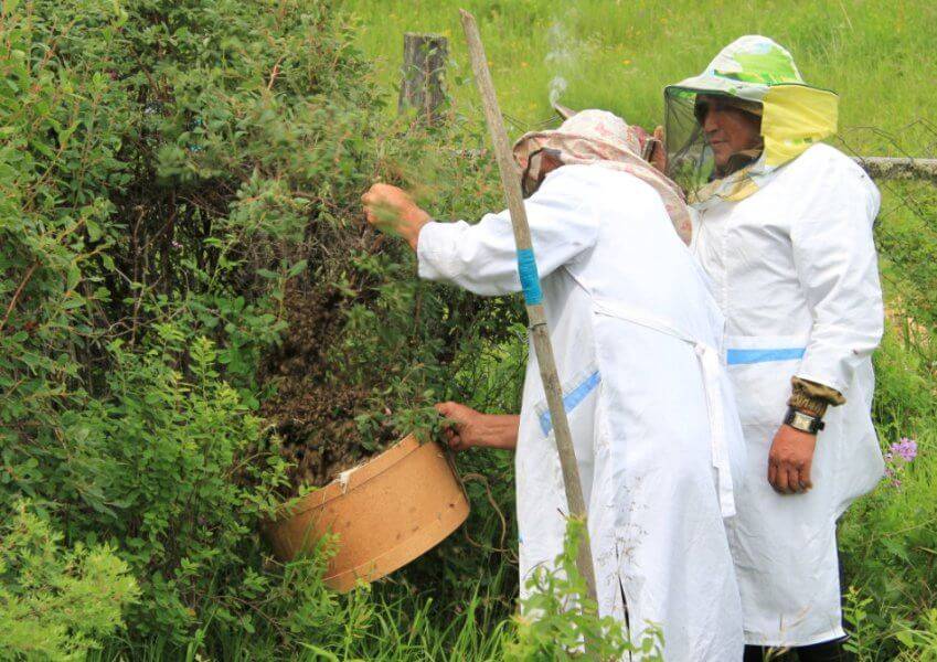 Причины роения пчел, препараты и методы его предупреждения