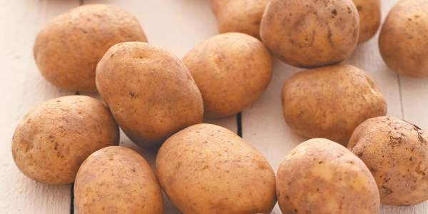 Сорт картофеля – синеглазка (ганнибал) описание и фото