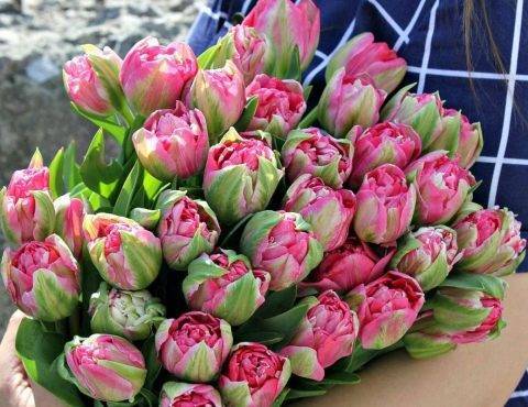 Пионовидные тюльпаны (35 фото): востребованные сорта с названиями, красные и белые разновидности цветов