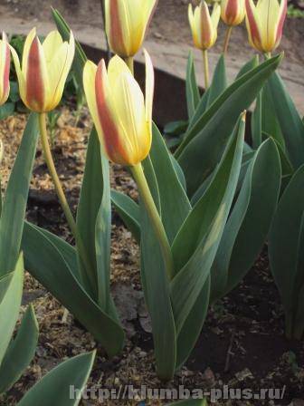Разновидности пионовидных тюльпанов: топ-10 популярных сортов