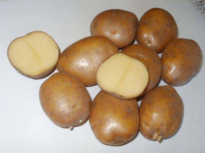 Картофель скарб: описание сорта, фото, отзывы