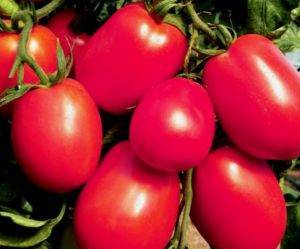 Томат "деликатес": описание, способ употребления, и урожайность сорта