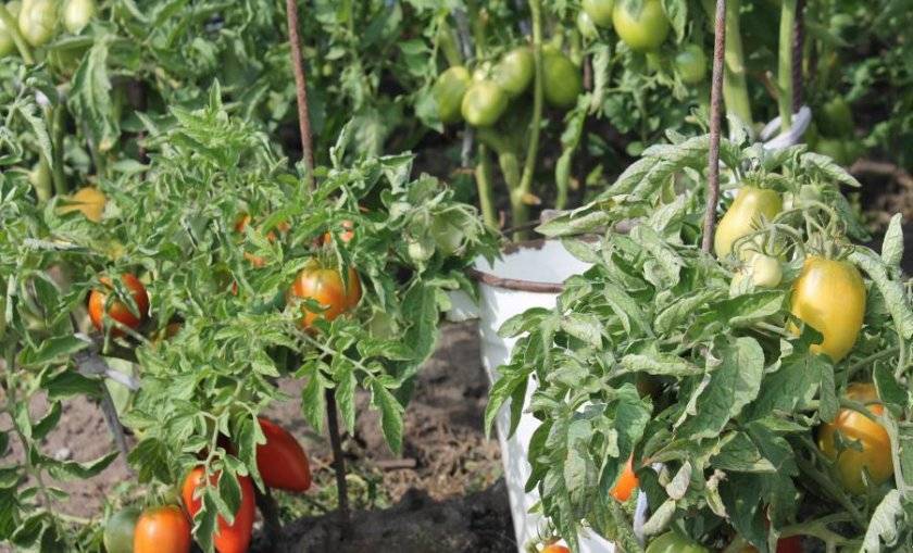 Семена томатов для Ленинградской области: сорта, выращивание