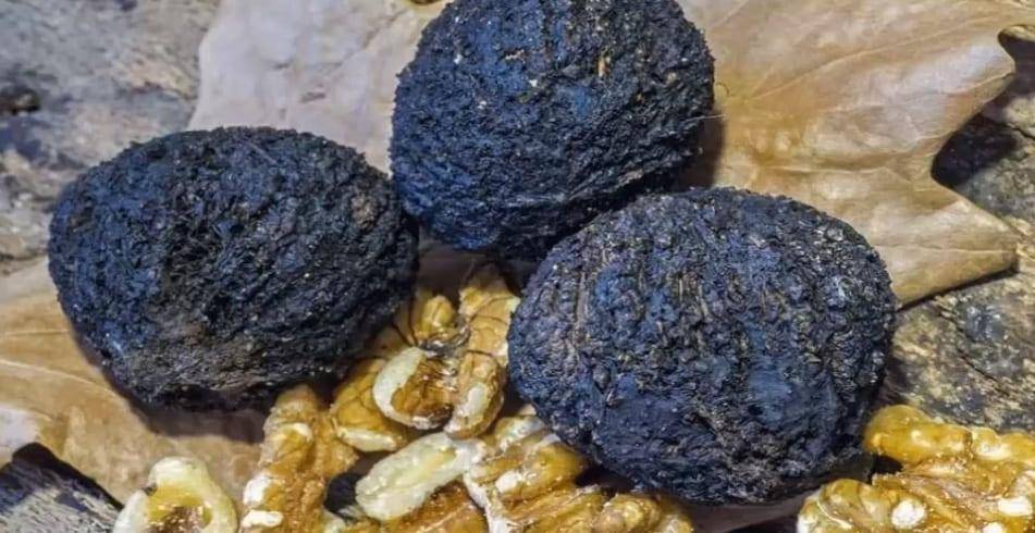 Черные орехи в борьбе с гельминтозами