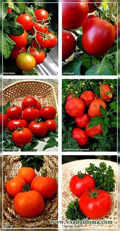 Штамбовые сорта томатов: самые урожайные для открытого грунта и теплиц