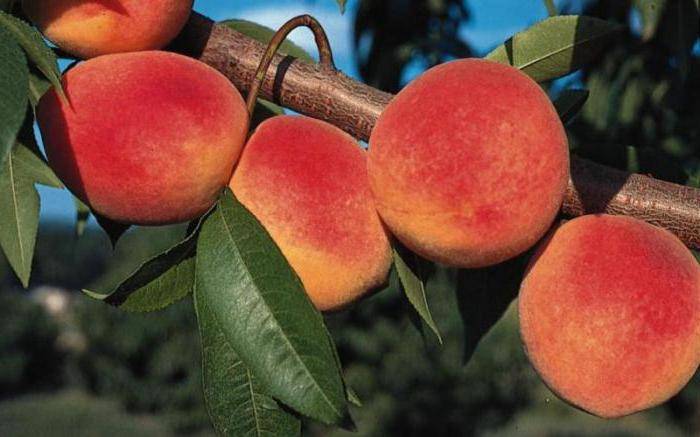 Персик редхейвен: описание сорта и особенности выращивания плодового дерева