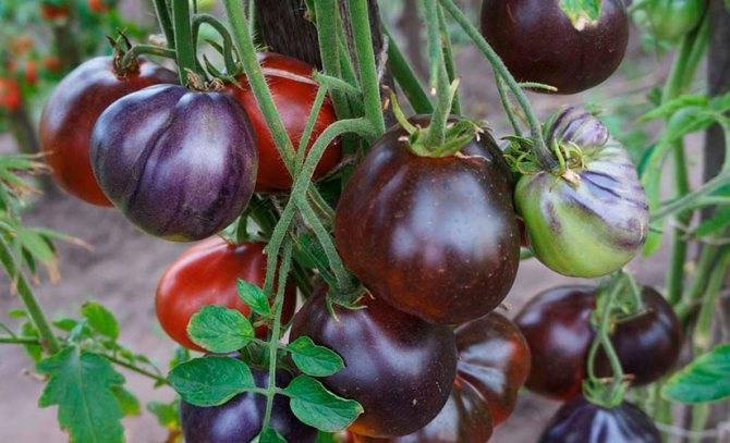 Сорт томата Синяя груша: отзывы, описание, посадка и уход