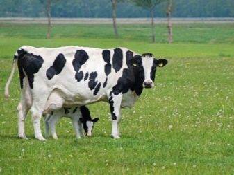 Голштинская порода коров : характеристика и фото, скорость молокоотдачи, питание и уход, болезни