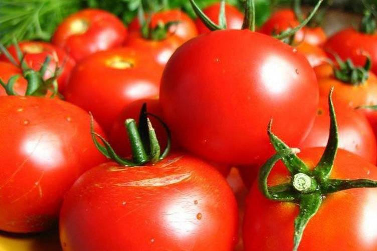 Описание, характеристика и особенности выращивания томата волгоградский скороспелый