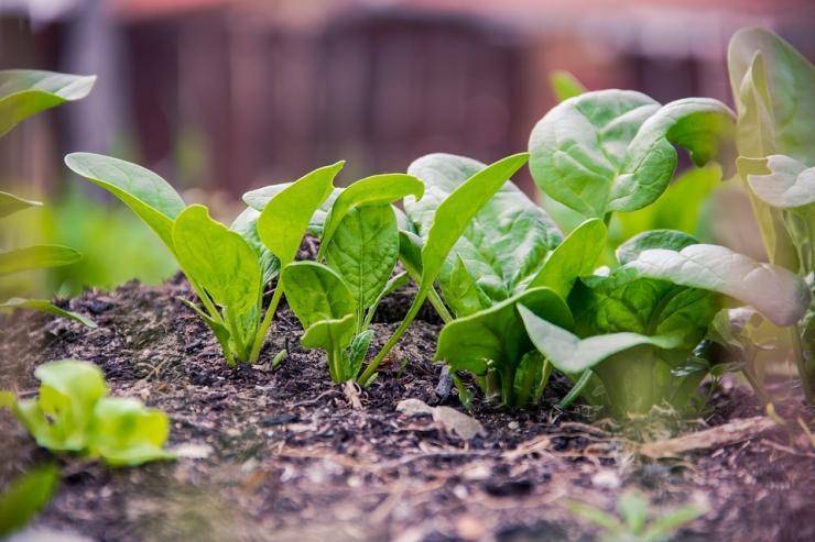 Шпинат посадка и уход в открытом грунте выращивание рассады шпината в домашних условиях и зелени на подоконнике