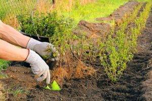 Как посадить чёрную смородину
