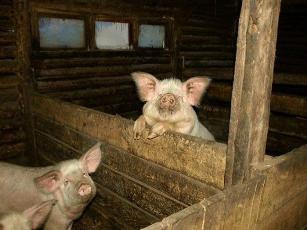 Разведение свиней для начинающих