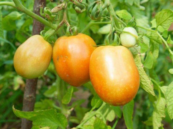 Сорт томата «болото»: описание, характеристика, посев на рассаду, подкормка, урожайность, фото, видео и самые распространенные болезни томатов