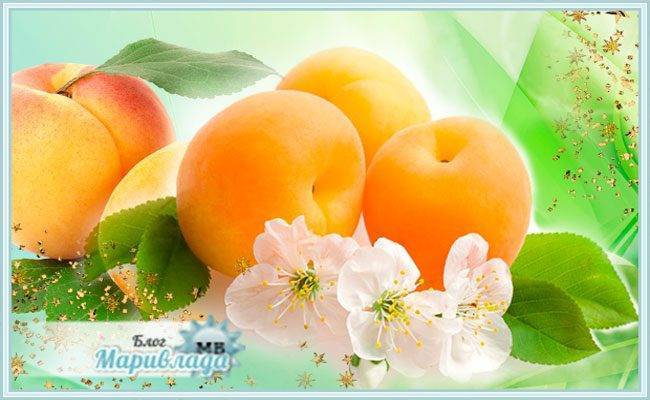 Косточки абрикосов: польза и вред