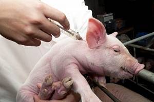 Болезни свиней: симптомы и лечение опасных заболеваний