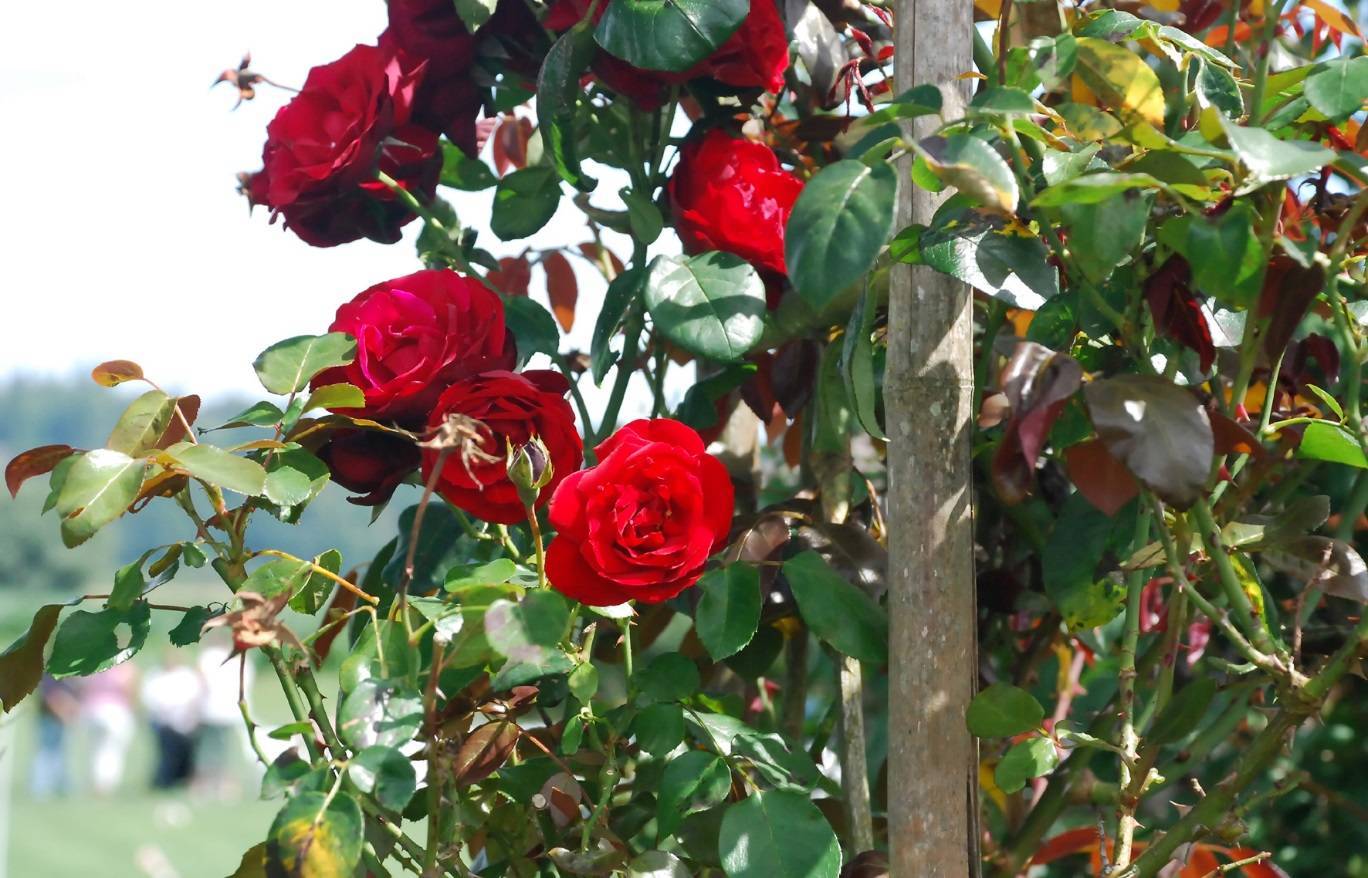 Как привить розу на шиповник летом