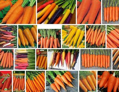 Какие сорта моркови лучше выращивать в средней полосе россии.