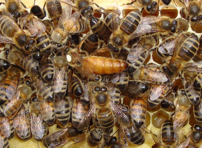 Пчелы бакфаст