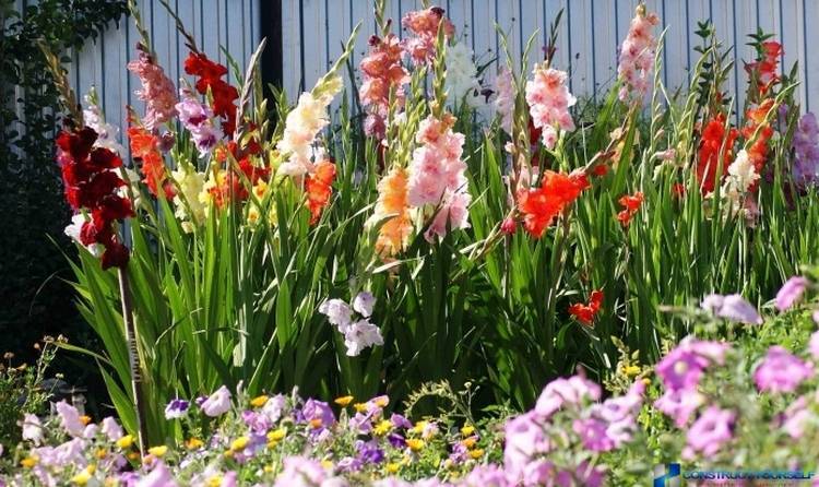 Как сажать гладиолусы весной правильно — секреты садоводов