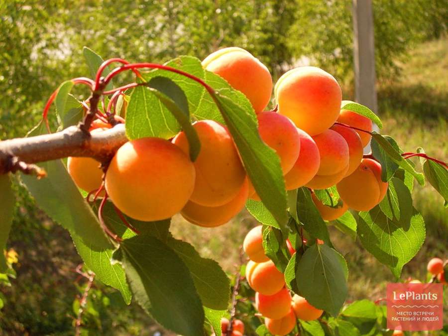 Правила посадки абрикоса осенью
