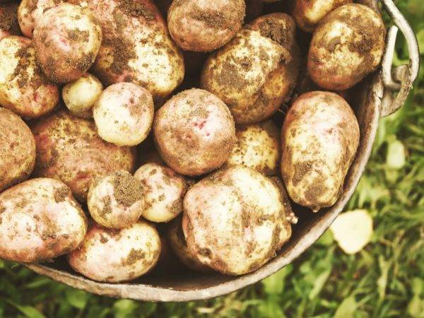 Картофель иван да марья — описание сорта с фото, характеристики, правила выращивания и ухода