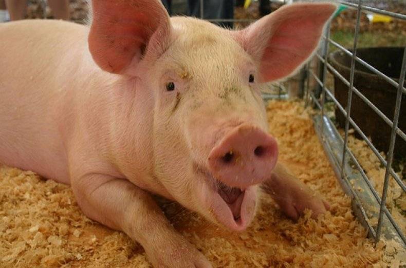 Статьи по содержанию свиней на piginfo | несменяемая ферментационная подстилка для свиней и цена на нее
