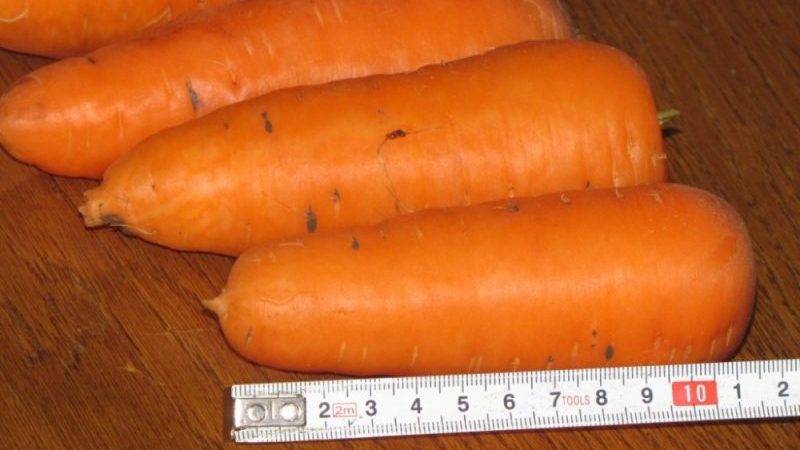 Крупный сорт моркови красный великан