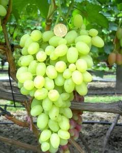 Выращивание раннего винограда долгожданный — описание технологии