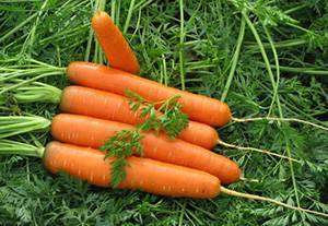 Описание сорта моркови балтимор f1
