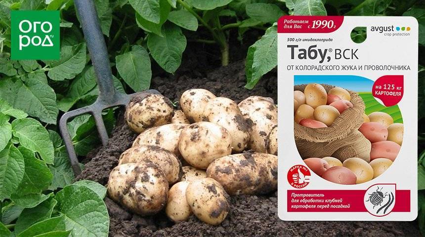 Табу – надежный защитник картофеля от колорадского жука