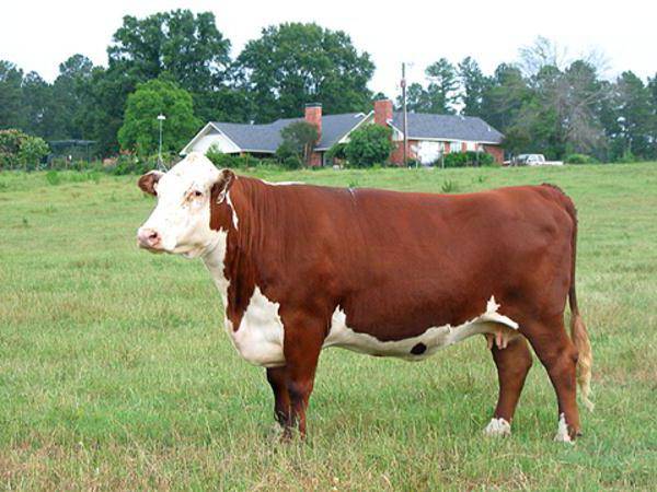 Казахская белоголовая порода коров — характеристики и особенности