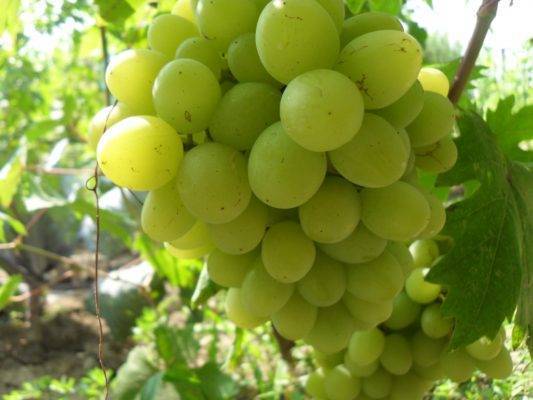 Виноград валёк: сверхранний сорт для любого климата