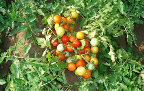 Мой огород 5. моя любовь - мелкоплодные томаты и черри