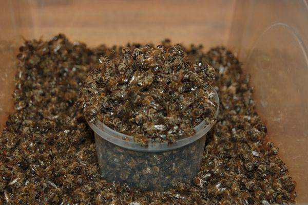 Пчелиный подмор на водке – приготовление и применение настойки