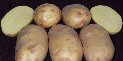 Сорт картофеля «мелодия»: характеристика, описание, урожайность, отзывы и фото