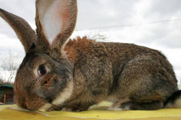 Кролики ризен: описание породы, фото, содержание, разведение