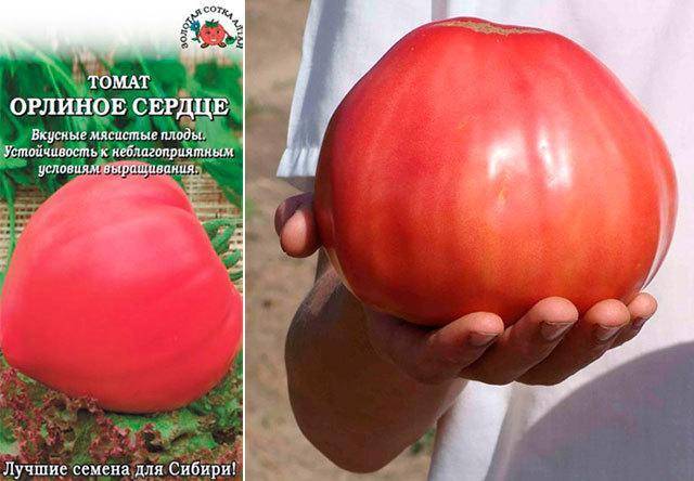 Сорт помидор орлиное сердце – урожайность и особенности выращивания