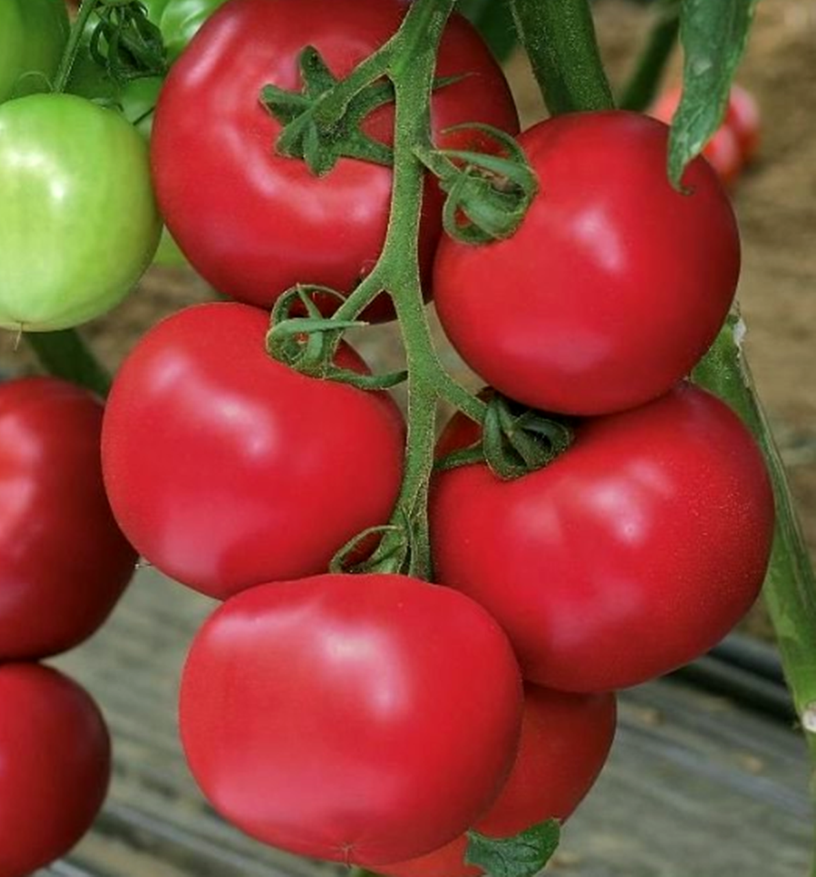Выращивание томата пинк парадайз