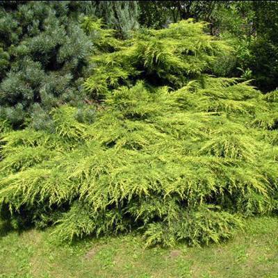 Можжевельник обыкновенный голдшатц (juniperus communis goldschatz)